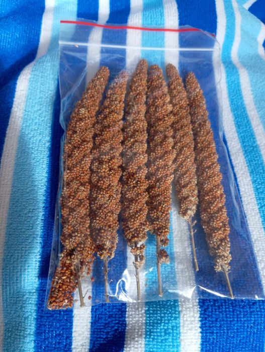 Чуміза для гризунів і папуг