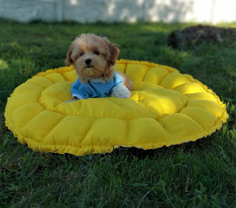 Мальтипу. Міні хлопчик мальтипу. Встигну придбати  свою мрію!