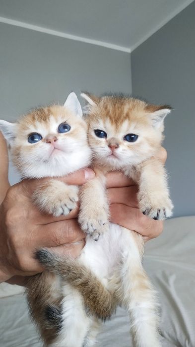 Золотые шиншиллы фолдики и страйтики