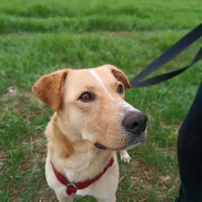 Novel - dziarskie, biszkoptowe cudo do adopcji!