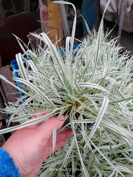 Діхондра, будра, ізолепіс, овсяніца та бухарник