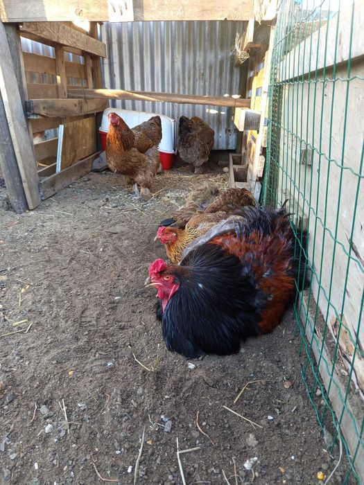 Ovos Férteis de Brahma