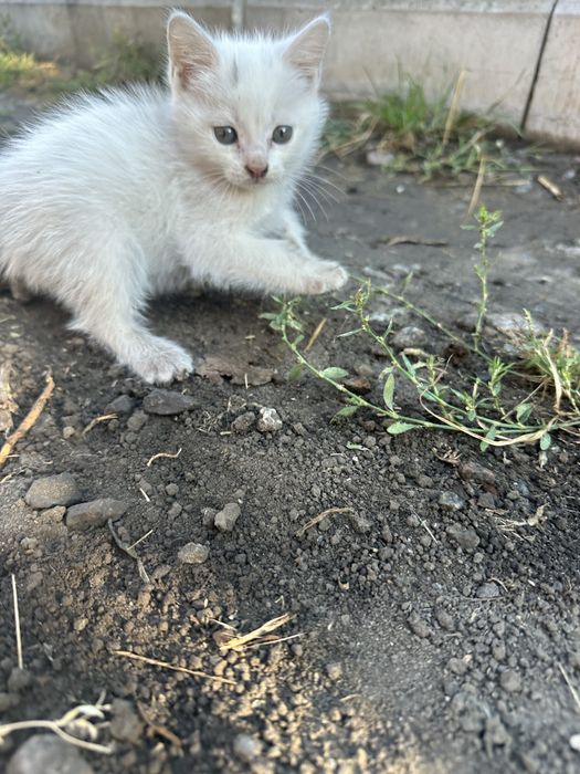 Котики і киці безкоштовно