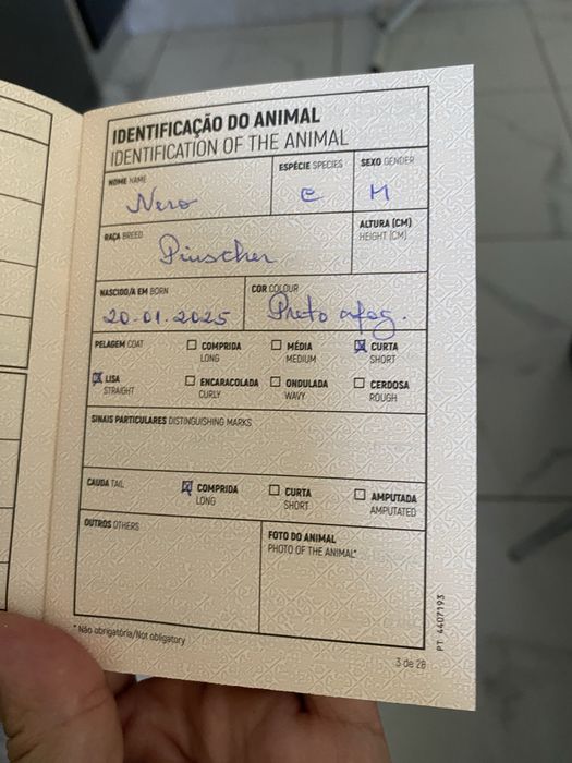 Pincher preto afogueado