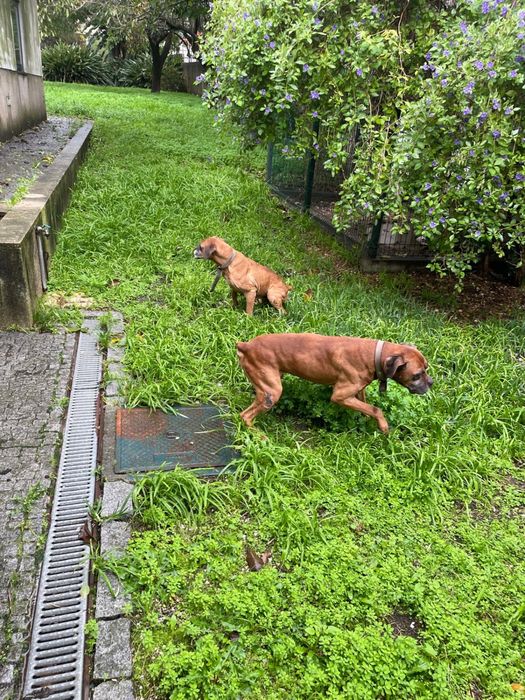 Para adopção responsável