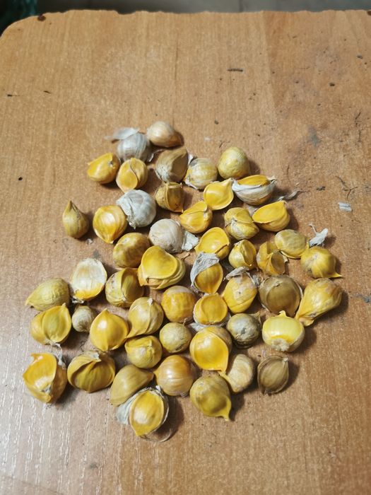 Czosnek Słoniowy cebulki przybyszowe