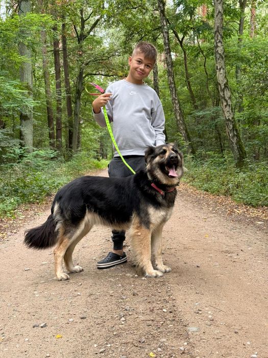 Owczarek niemiecki długowłosy – młoda, łagodna suczka