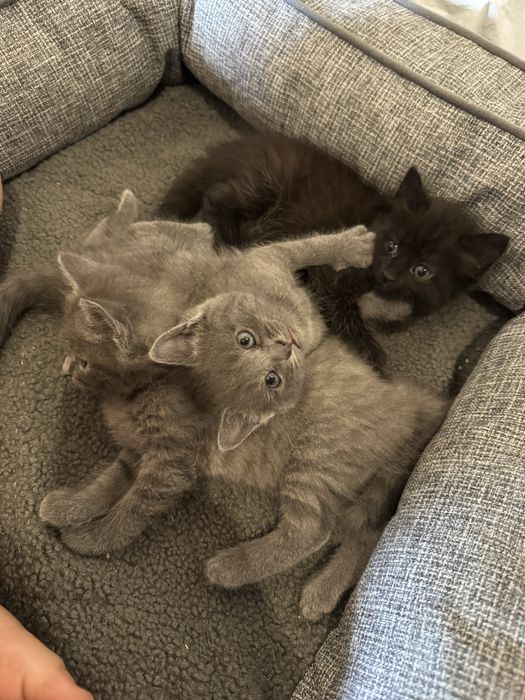 Віддам в добрі руки кошенят