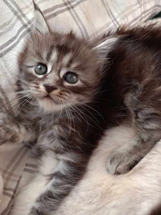 Koteczka Maine Coon