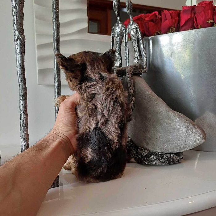 Yorkshire Terrier Miniatura MACHINHO BLACK MERLE