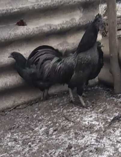 Продам инкубационное яйцо от кур породы Аям Цемани