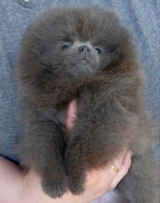 Spitz Anão ou Lulu da Pomerânia  BLUE  com LOP e AFIXO