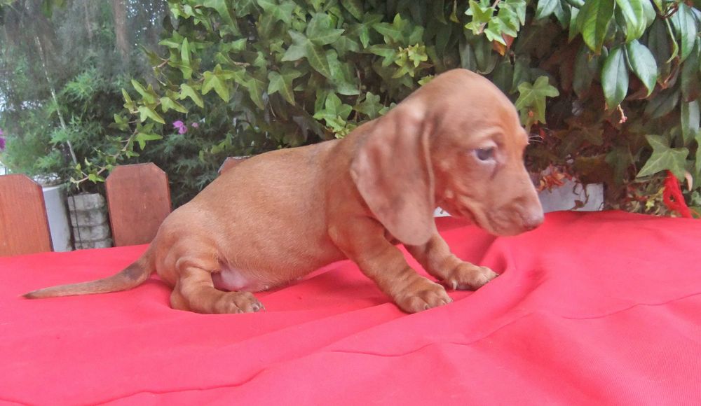 cachorro  teckel miniatura