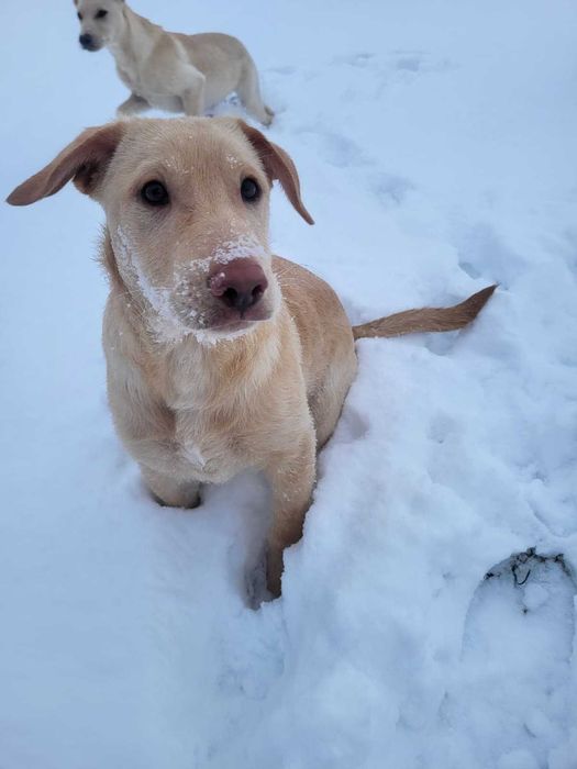 Pomóż znaleźć nam nowe domy