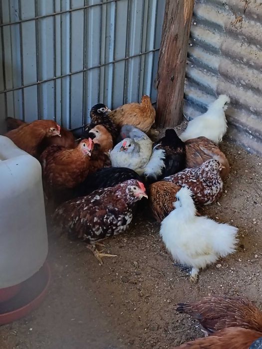 Tenho para ceder sebright prata e garnizas normais