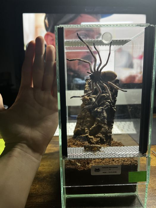 Nadwyżki hodowlane (Ptasznik, Samica, Samiec)