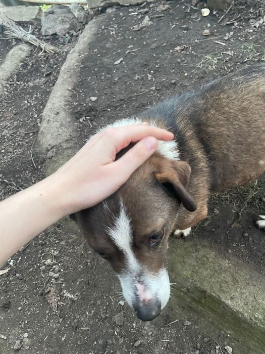 Загубилась собака