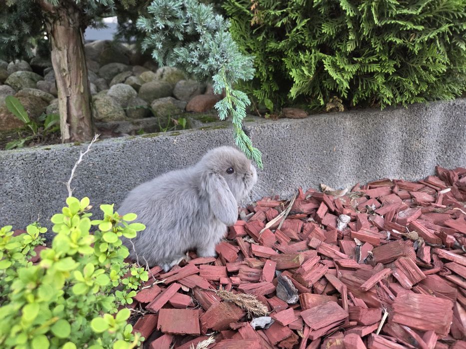 Mini lop / Baranek miniaturowy