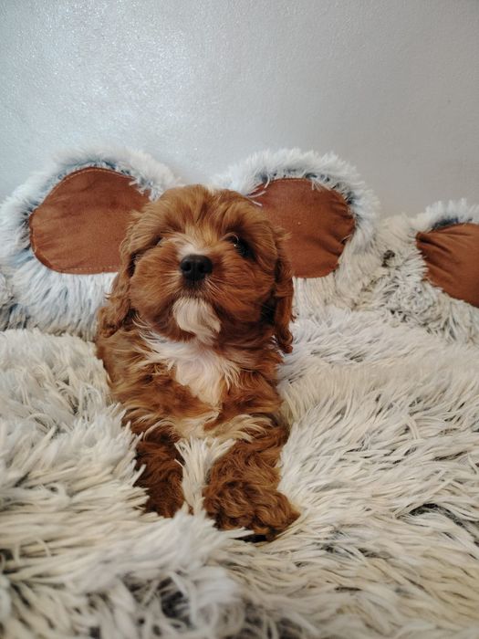 Cavalier-pudel-cavapoo