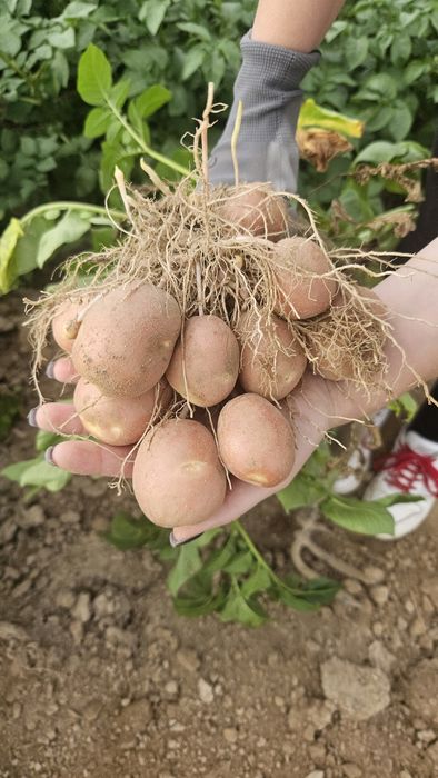Ziemniaki młode BellaRose po 5kg 10kg 15kg