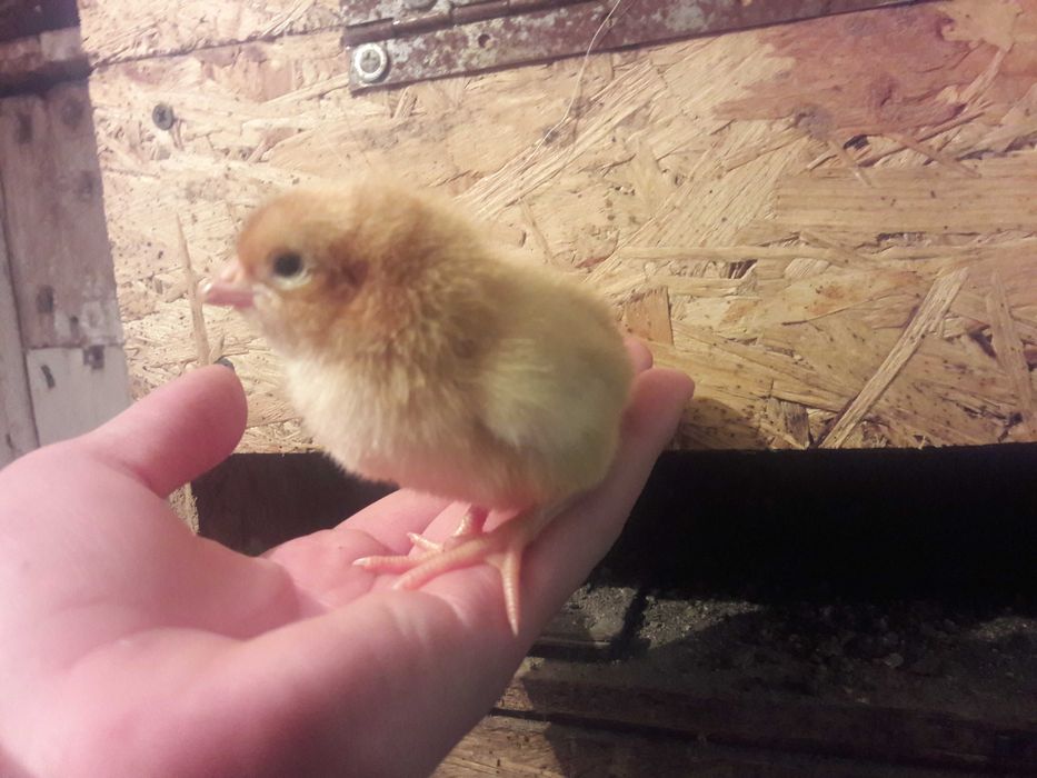 Добові м"ясо яєчні курчата ( Редбро, Мастер, Голошия)