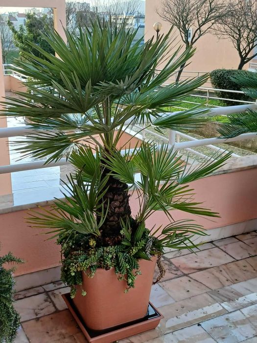 Plantas de jardim (exterior)