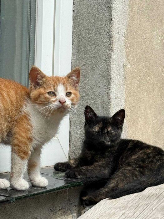 Віддам в добрі руки кошенят