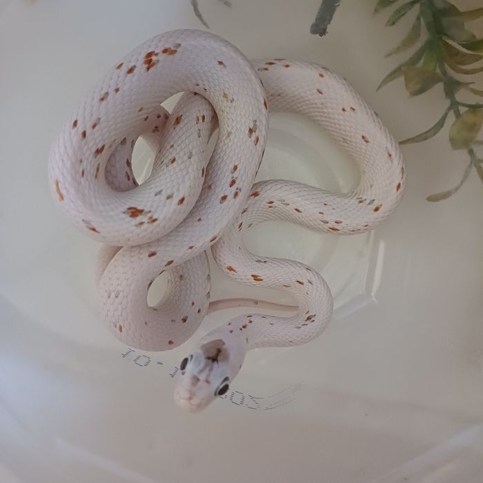 Wąż zbożowy - Palmetto het caramel ph scaleless