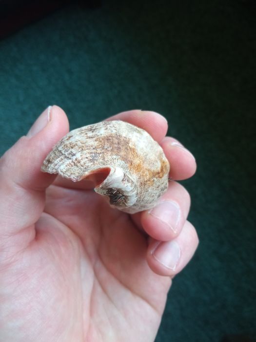 Ракушка морская целая