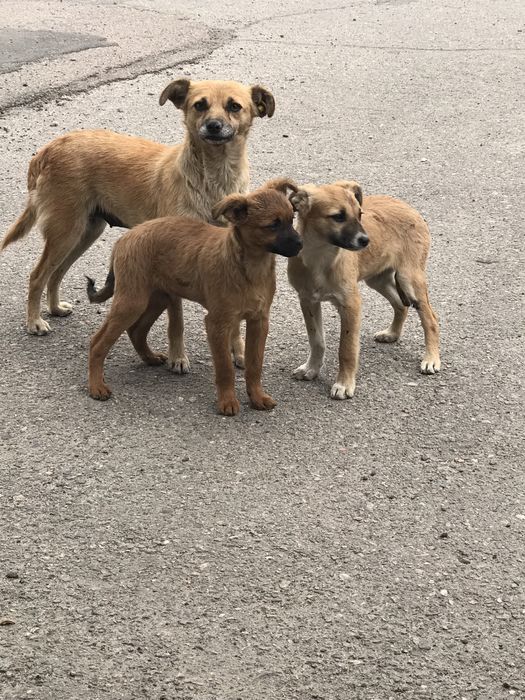 Цуценята в пошуку сім‘ї.