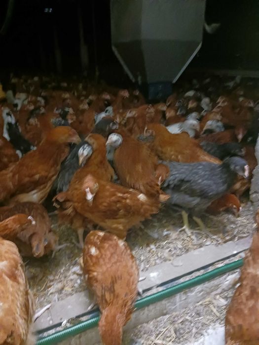 młode kurki kolorowe