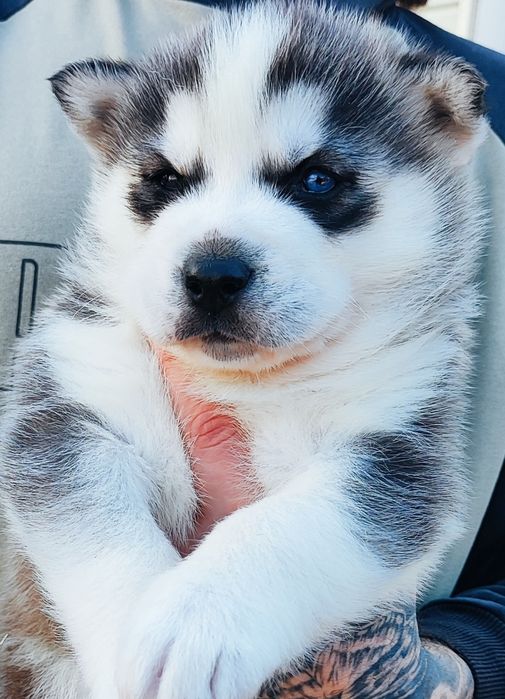 Сибірський хаскі -