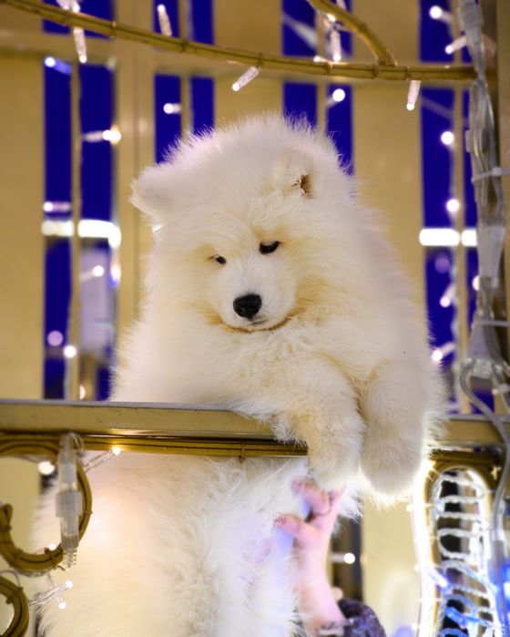 Samoyed szczeniak