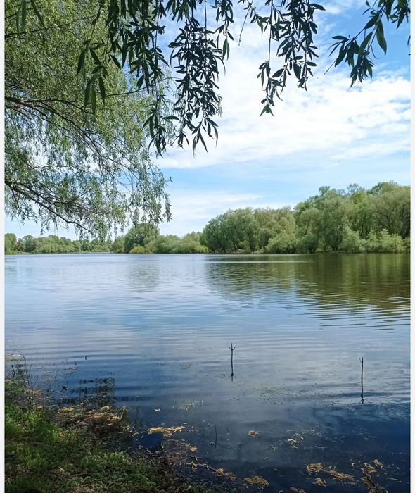 Продається земельна ділянка на березі річки в селі Брусилів