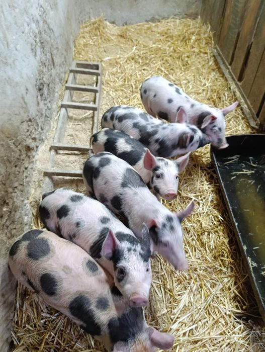 Продам місячних поросят