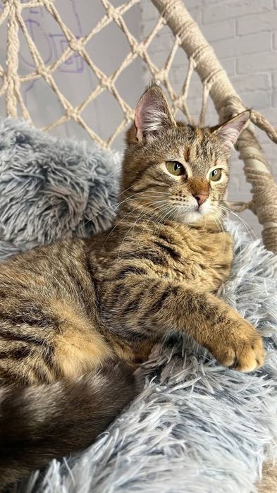 Отдам _ кошки_ котята _ тося