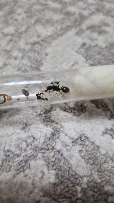 Мурахи Messor struktor/ чи просто інкубатор з ареною без мурах