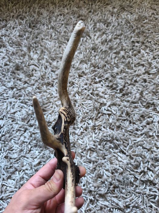 poroże jelenia myłkus