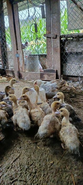 Patos saudaveis