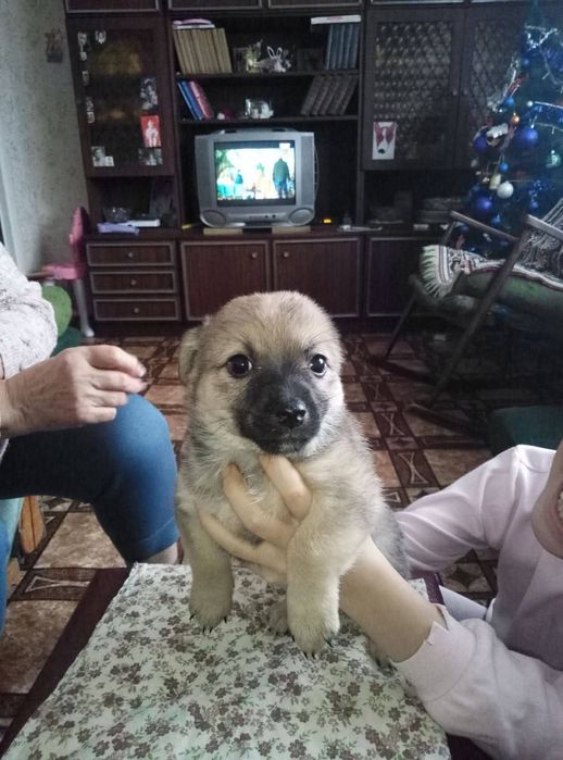 Дівчата шукають дім та родину безкоштовно