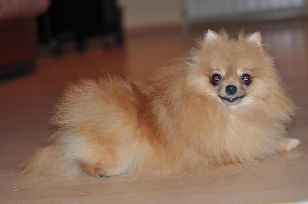 Красиві, щеплені, породні