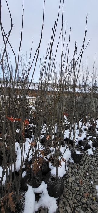 Dąb green pillar 200-250cm kopany z bryła , ograniczona ilość 150szt