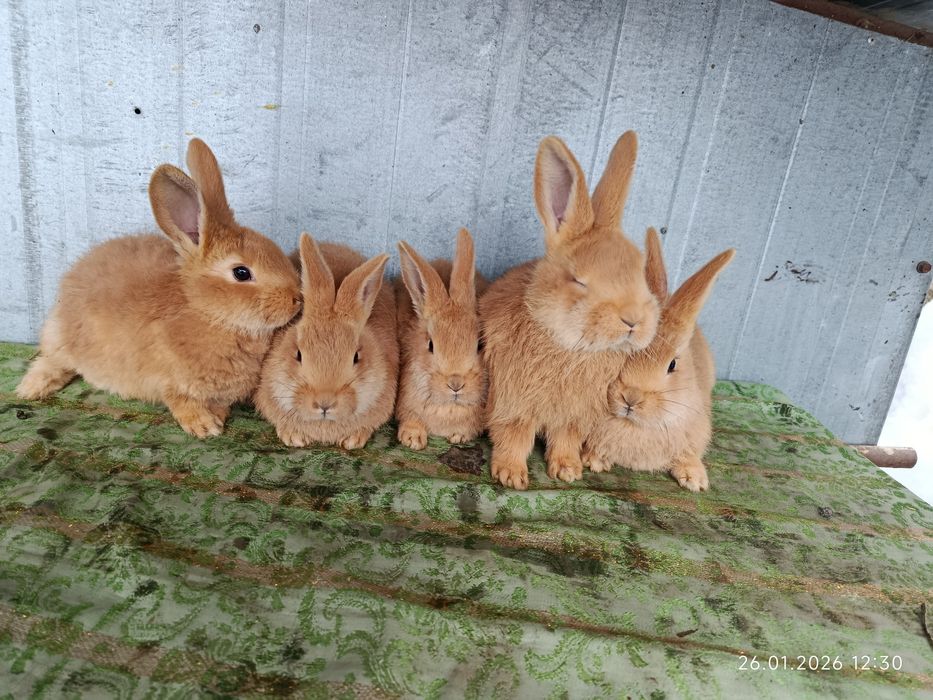 Продам кролики Бургундія