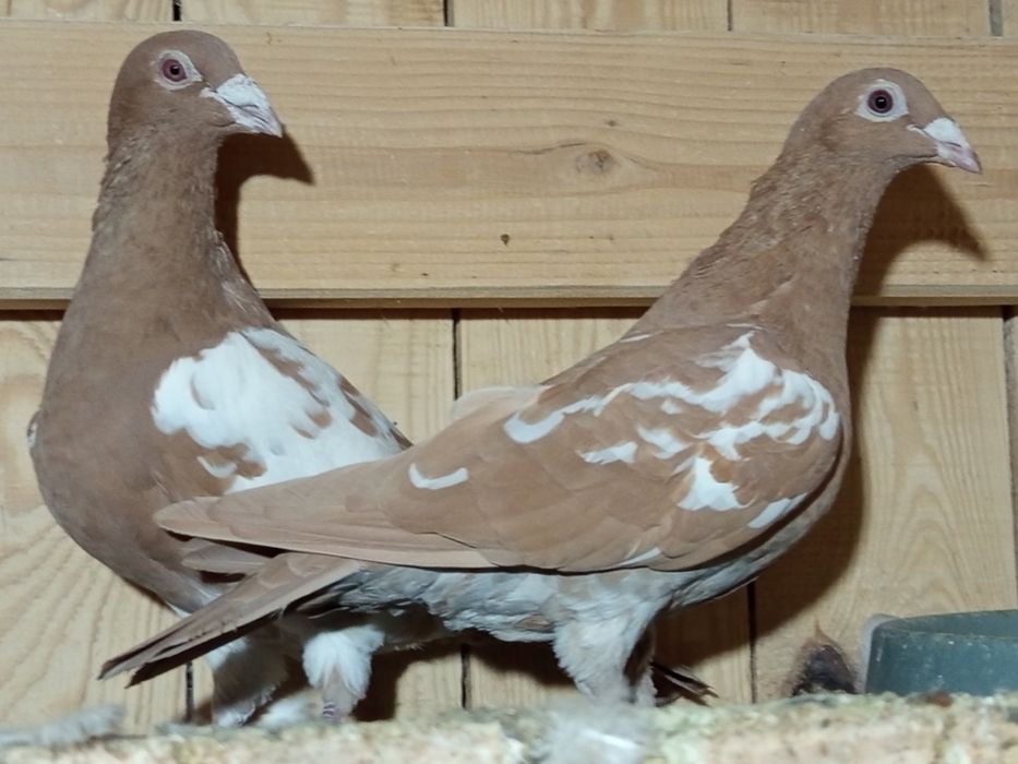 Mulemansy żółte para