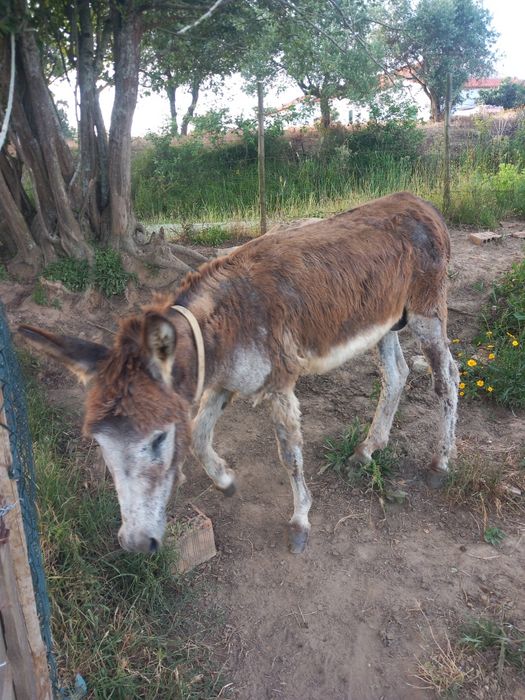 Burro inteiro 7 anos