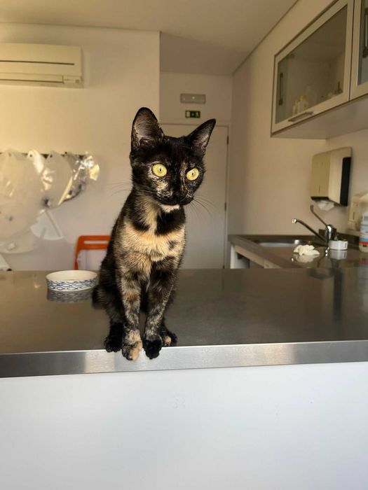 Gatinhos para adoção