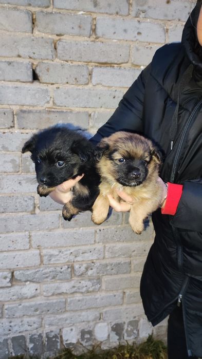 Oddam szczeniaki w dobre ręce.