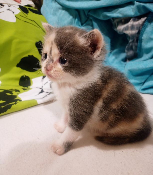 Шотландська принцеса трьох кольорного окрасу  для благополуччя