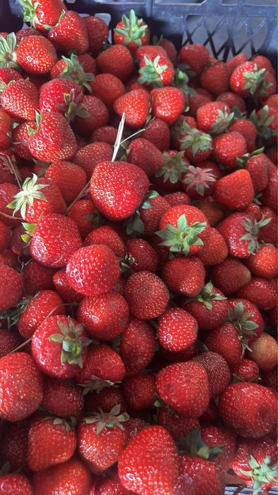 Продам саджанці малини ,полуниці різних сортів