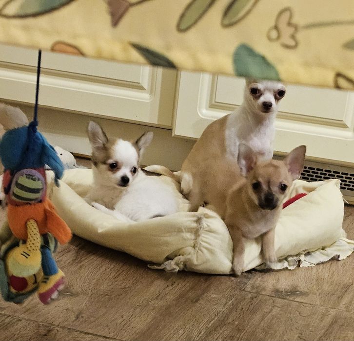 Rysiu gotowy do odbioru chihuahua Łążynek